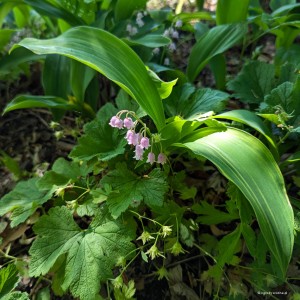 Convallaria majalis „Rosea Variegata” - konwalia majowa