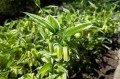 Disporum sessile "Variegata", fot. AS