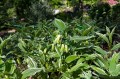Disporum sessile "Variegata", fot. AS