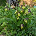 Cypripedium calceolus, fot. AS