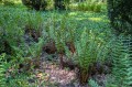 Dryopteris filix-mas, fot. AS
