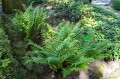 Dryopteris filix-mas, fot. AS