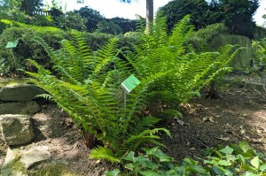 Dryopteris filix-mas - nerecznica samcza