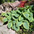 Hosta "SSpartacus", fot. AS