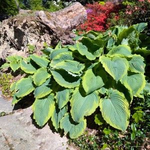 Hosta „Spartacus” - funkia 