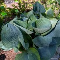Hosta „Abiqua Drinking Gourd”, fot. AS