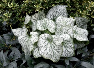Brunnera macrophylla „Alexander's Great - brunera wielkolistna
