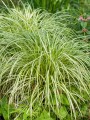 Carex oshimensis "Moon Falls"
