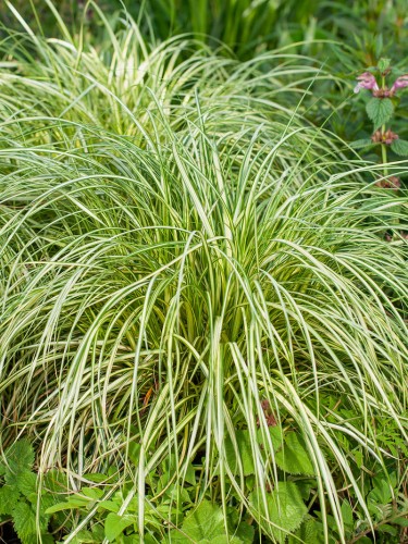 Carex oshimensis "Moon Falls"