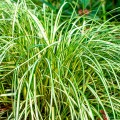 Carex oshimensis "Moon Falls"