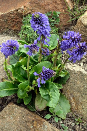 Wulfenia carinthiaca