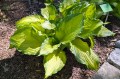 Hosta "Amalia" w Wojsławicach