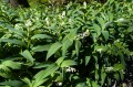 Maianthemum stellatum