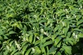 Maianthemum stellatum