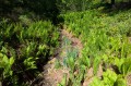 Matteucia struthiopteris