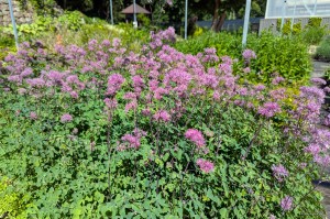Thalictrum aquilegifolium "Little Pinkie" - rutewka