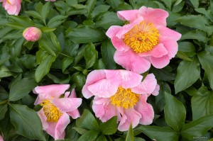 Paeonia „Sugar 'n Spice” - piwonia