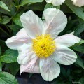 Paeonia "Apricot Whisper", fot AS