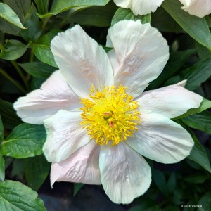 Paeonia „Apricot Whisper” - piwonia