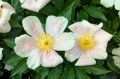 Paeonia "Apricot Whisper", fot AS