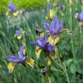 Iris sibirica "So Van Gogh", fot. AS