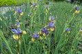 Iris sibirica "So Van Gogh", fot. AS