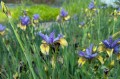 Iris sibirica "So Van Gogh", fot. AS