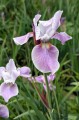 Iris sibirica "Pink Haze", fot AS
