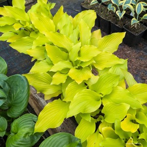 Hosta „Ava Ann” - funkia