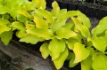 Hosta "Ava Ann", fot. AS