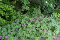 Geranium psilostemon, fot. AS