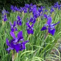 Iris sibirica "Kundel", fot. AS