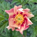 Paeonia "Itoh Old Rose Dandy", fot. AS