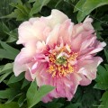 Paeonia "Itoh Hillary", fot. AS