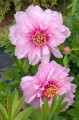 Paeonia "Itoh First Arrival", fot. AS
