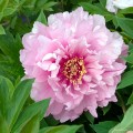 Paeonia "Itoh First Arrival", fot. AS