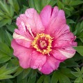 Paeonia "Itoh Anderson's Kaleidoscope", fot. AS