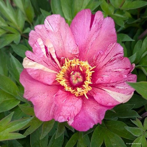 Paeonia "Itoh Anderson's Kaleidoscope", fot. AS