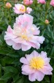 Paeonia "Tecumseh", fot. AS