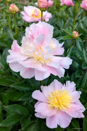 Paeonia "Tecumseh", fot. AS