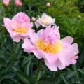 Paeonia "Tecumseh", fot. AS