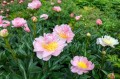 Paeonia "Tecumseh", fot. AS