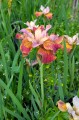 Iris sibirica „Paprikash”, fot. AS