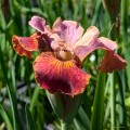 Iris sibirica „Paprikash”, fot. AS