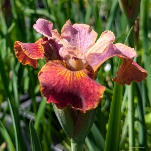 Iris sibirica „Paprikash” - kosaciec syberyjski