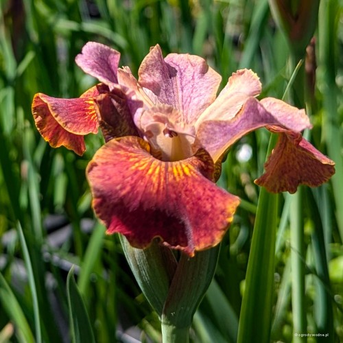 Iris sibirica „Paprikash”, fot. AS