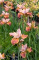 Iris sibirica „Paprikash”, fot. AS