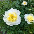 Paeonia "Honey Gold", fot. AS