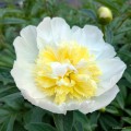 Paeonia "Honey Gold", fot. AS