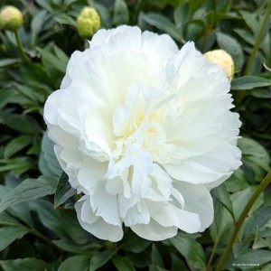 Paeonia „Early Sensation” - piwonia